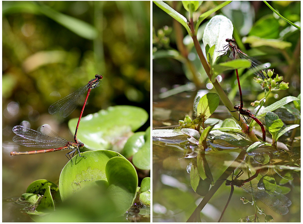 Pyrrhosoma nymphula -Acc et ponte.jpg