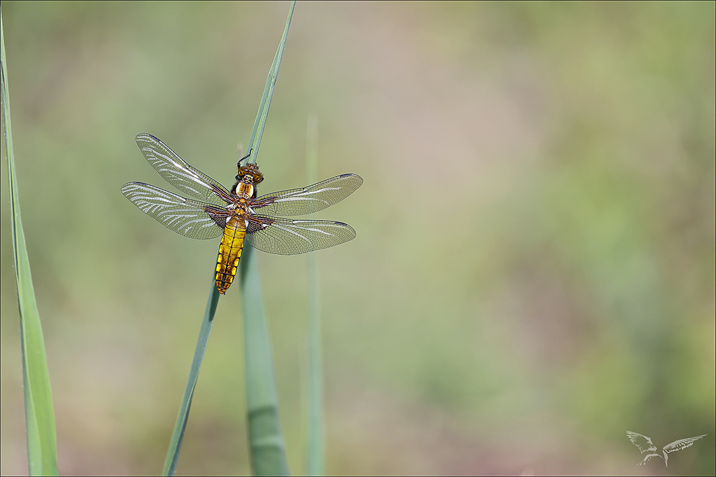 Libellula depressa ♀_imm.jpg