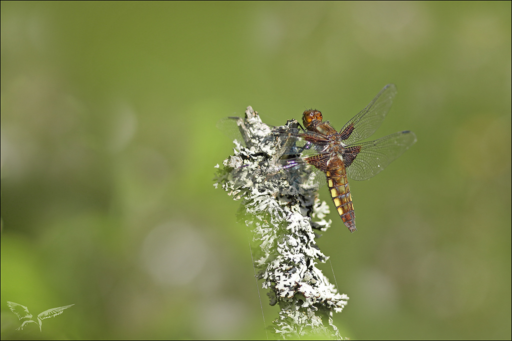 Libellula depressa_♀.jpg