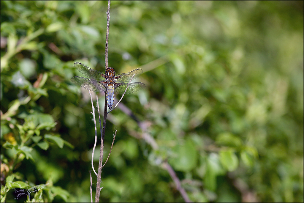 Libellula depressa ♂ imm bleuissant.jpg