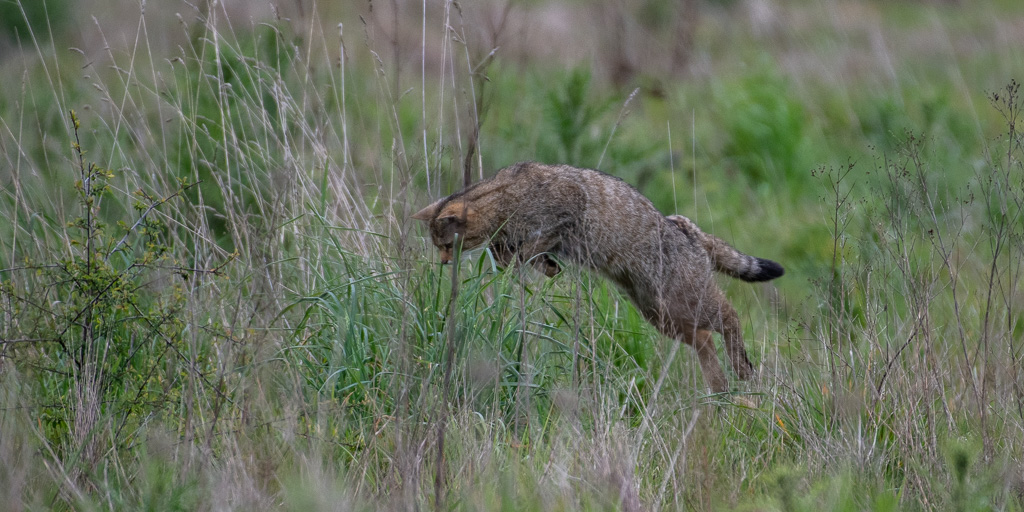 Chat forestier -1--1.jpg