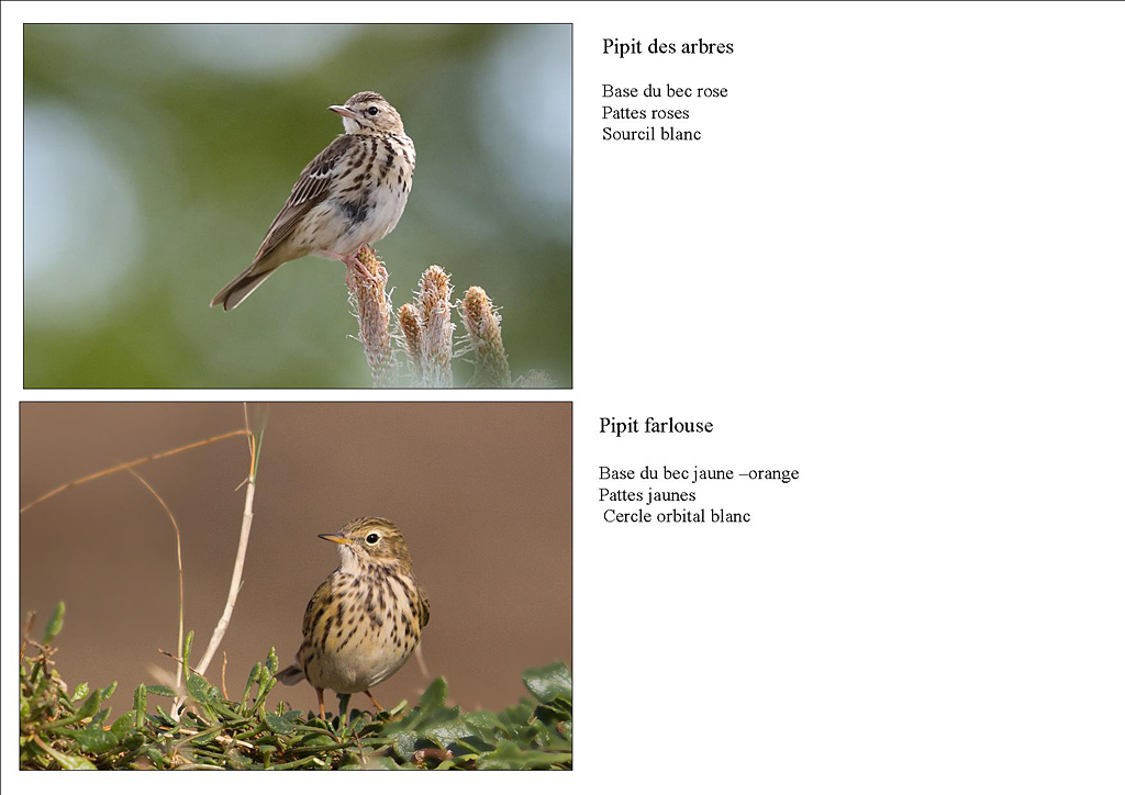 pipits des arbres -  farlouse.jpg
