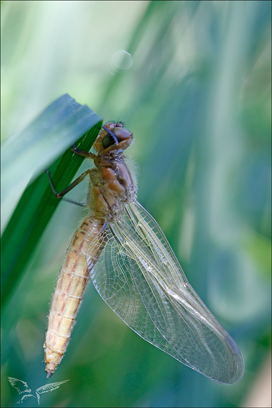 Libellula fulva emergence_♀.jpg