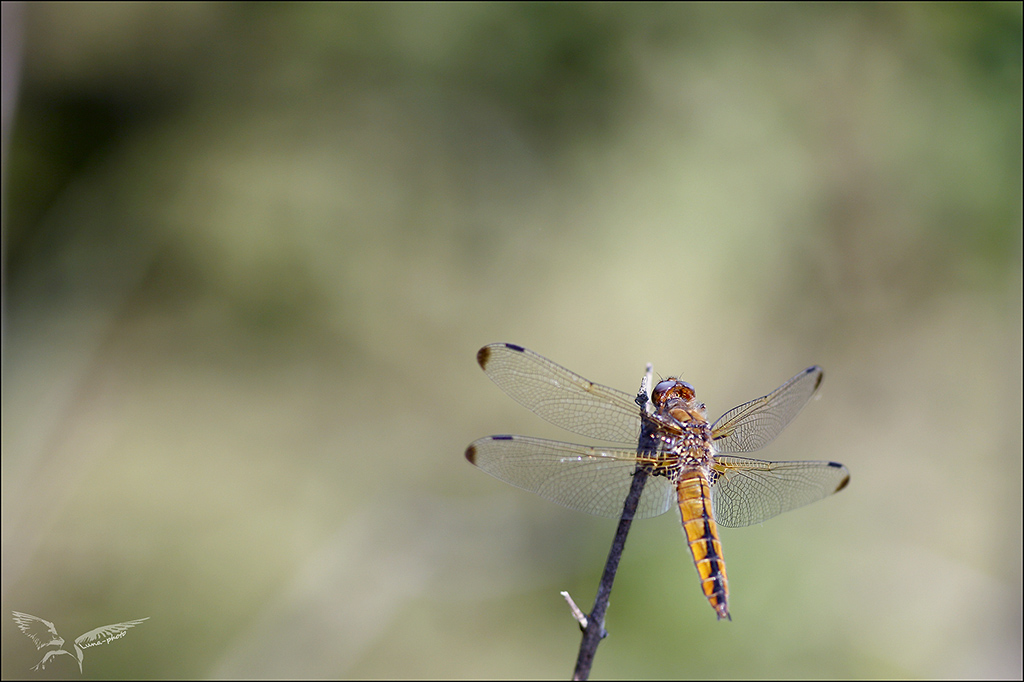 Libellula fulva ♀.jpg