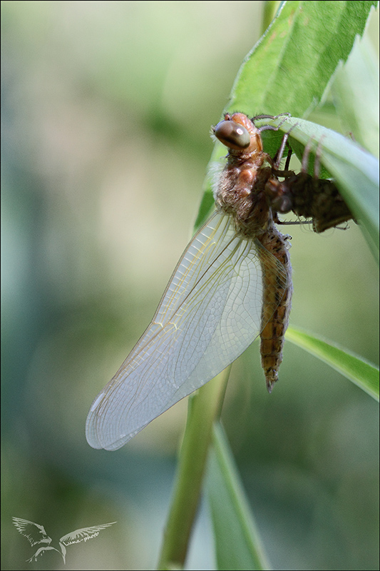 Libellula fulva emergence ♂.jpg