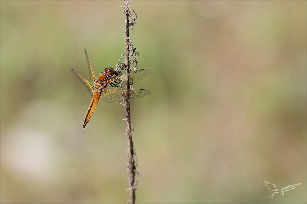 Libellula fulva_♂ immature.jpg