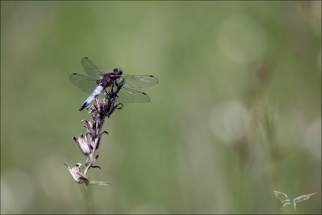 Libellula fulva ♂ mat.jpg