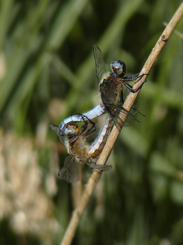 Libellula fulva acc.jpg