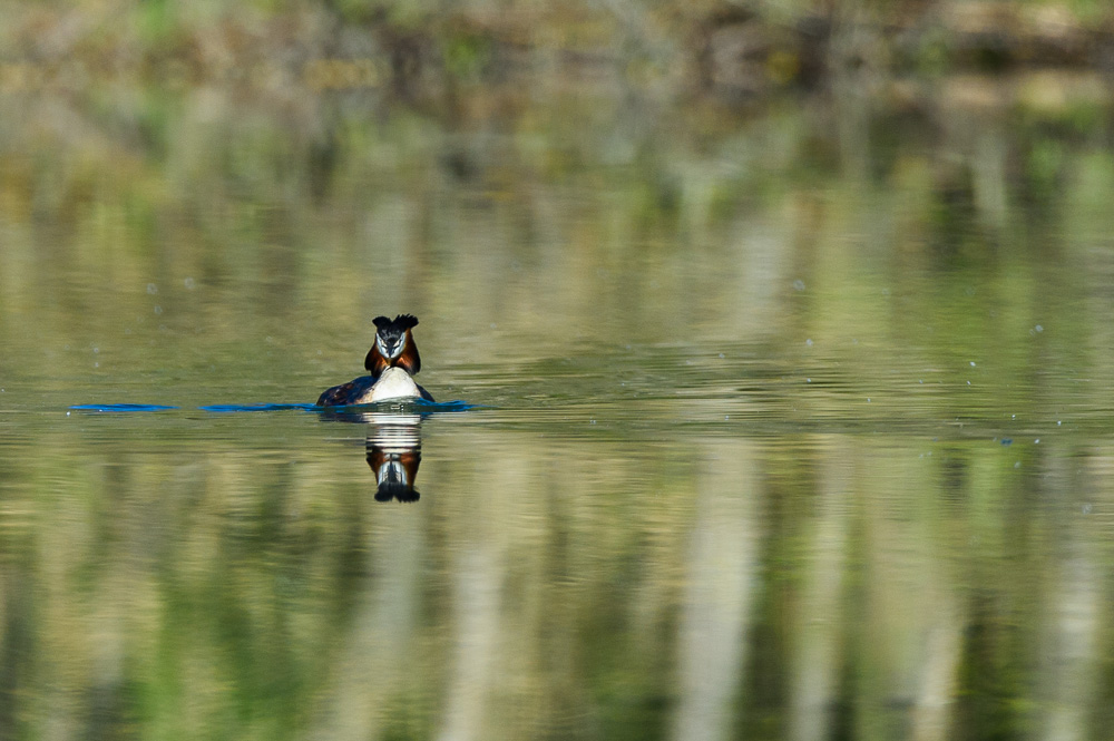 Grebe 2024_2.jpg