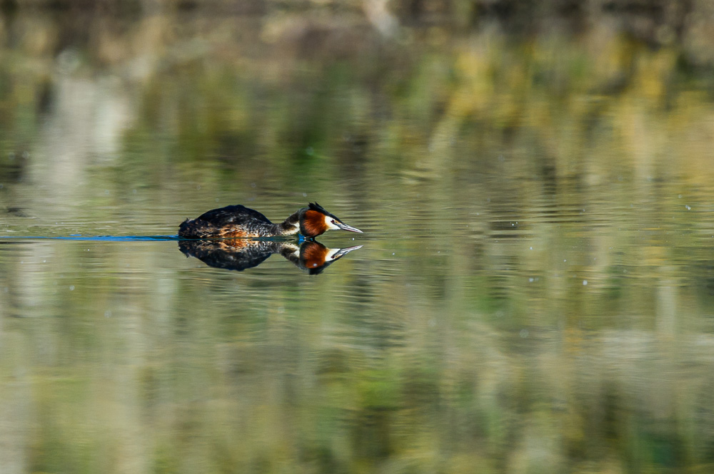 Grebe 2024_4.jpg