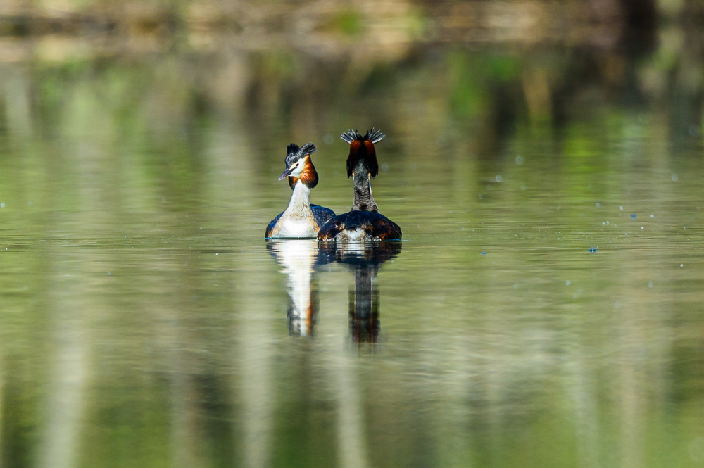 Grebe 2024_7.jpg
