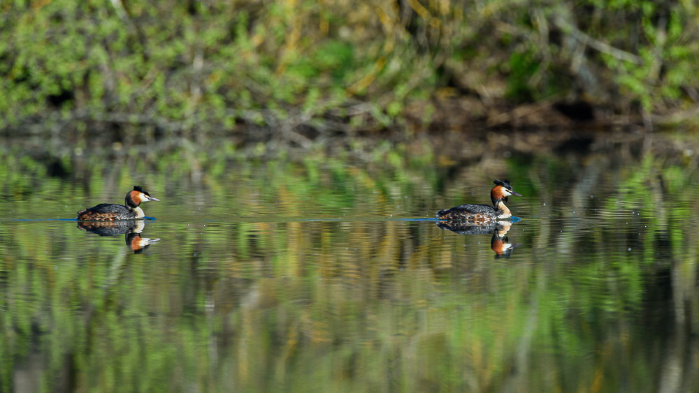 Grebe 2024_12.jpg