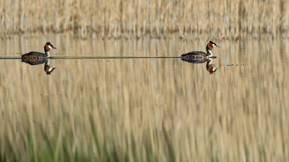 Grebe 2024_13.jpg