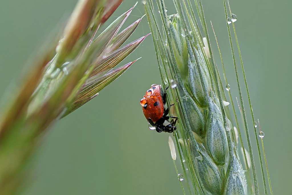 coccinelle_sept_points(Coccinella-septempunctata)(1).jpg