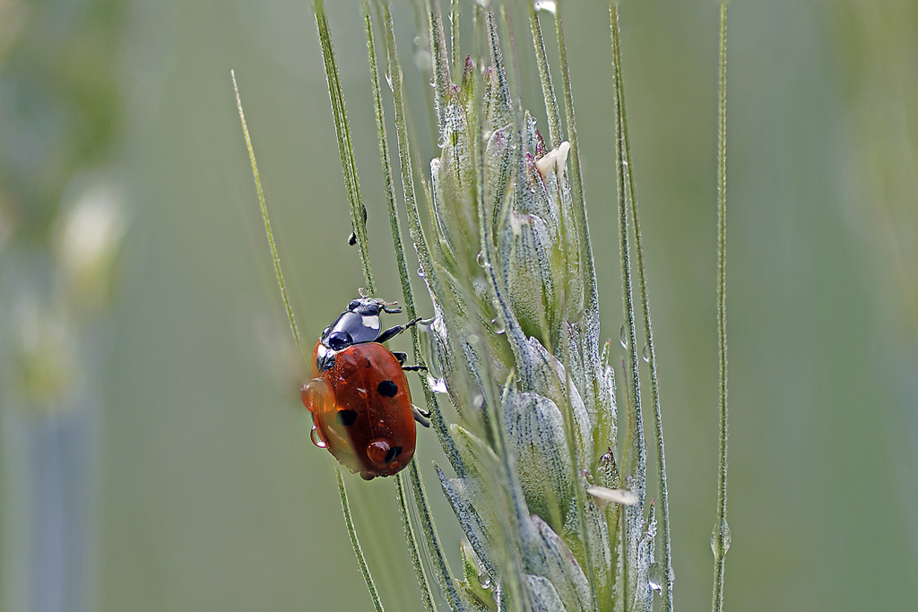 coccinelle_sept_points(Coccinella-septempunctata)(2).jpg