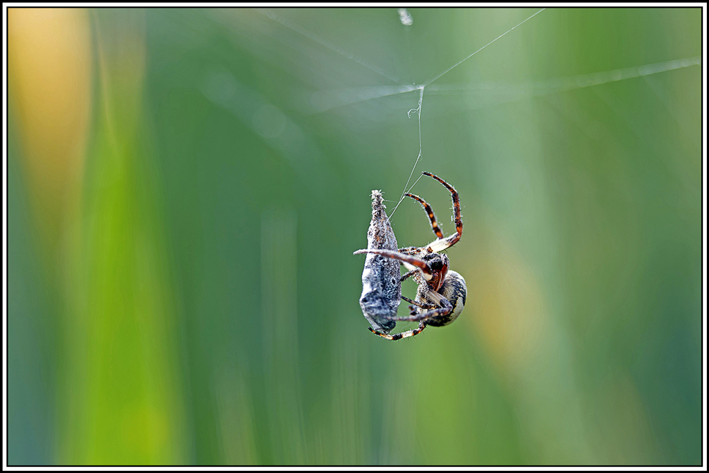 Epeire_des_roseaux(Larinioides_cornutus)(2).jpg