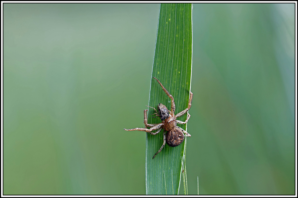 Xystique_crêté(Xysticus_cristatus)(9_15)biosphoto.jpg
