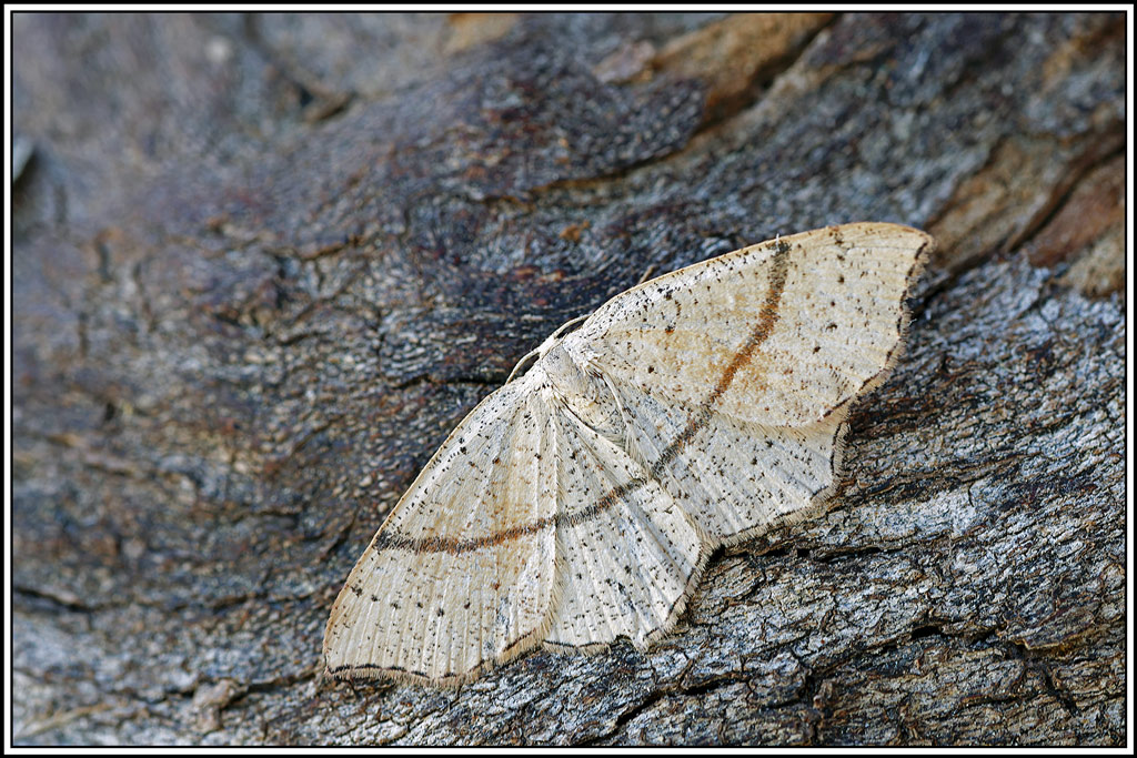 Ephyre_ponctuée(Cyclophora_punctaria)(13).jpg