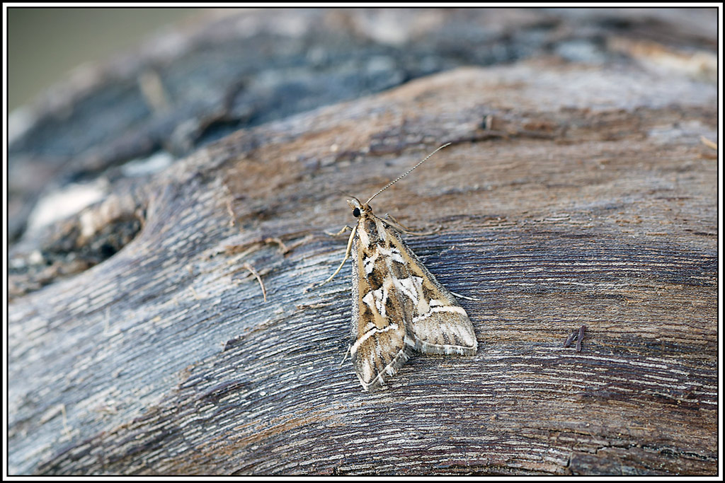 Hydrocampe_lettrée(Diasemia_reticularis)(2).jpg