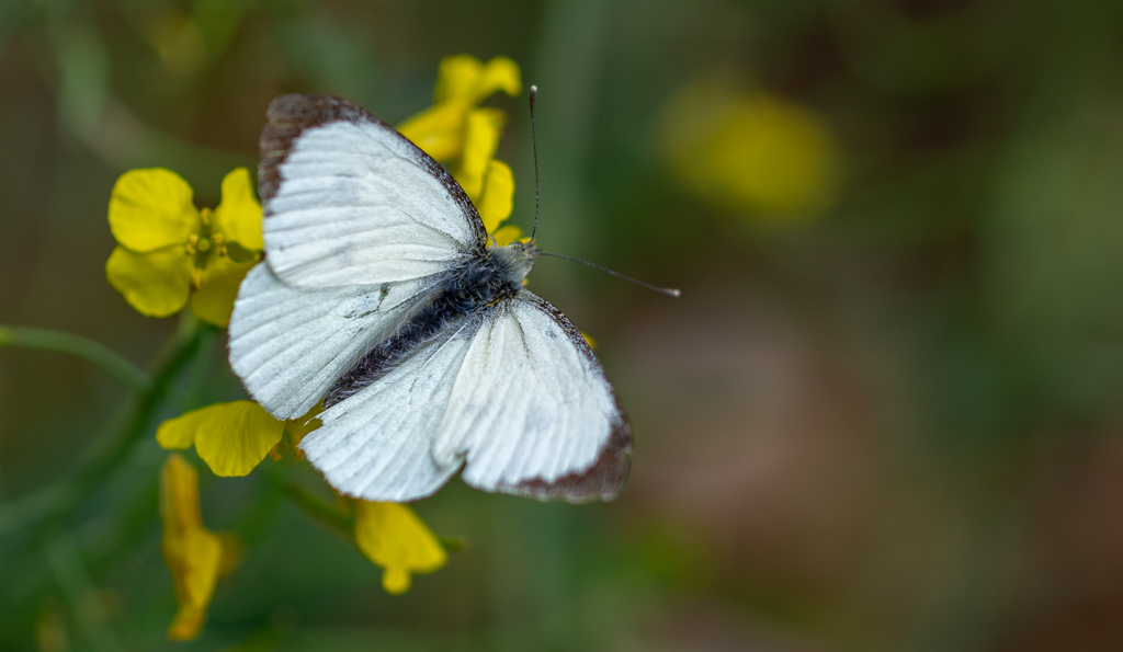Papillon, Piéride du chou -1-.jpg