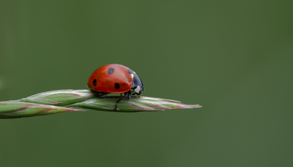 Coccinelle -2-.jpg