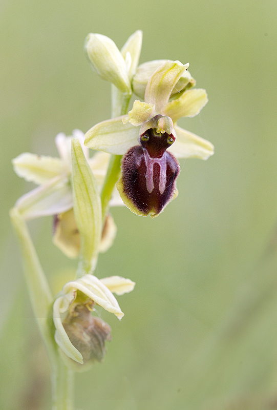 ophrys araignée - Ophrys shegodes.jpg
