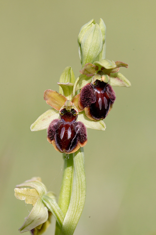 ophrys araignée - Ophrys shegodes atypique.jpg