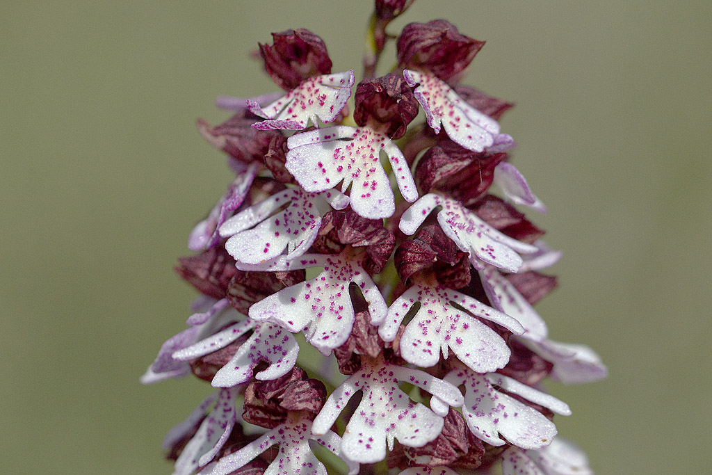 Orchis purpurea - orchis pourpre.jpg