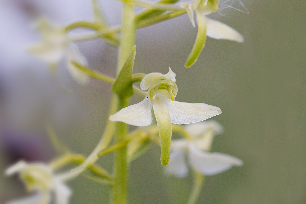 Platanthera bifolia -  platanthère à deux feuilles.jpg