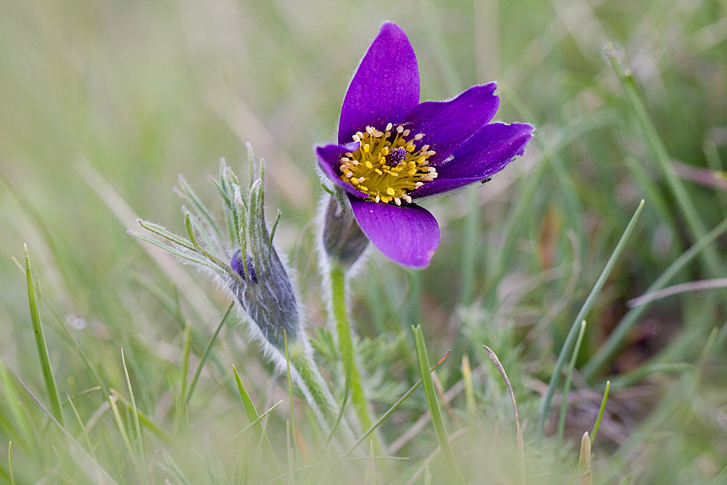 anémone pulsatile - Pulsatilla vulgaris 1.jpg