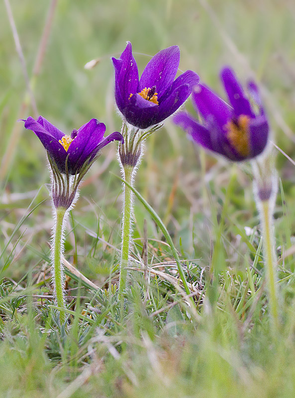 anémone pulsatile - Pulsatilla vulgaris 2.jpg