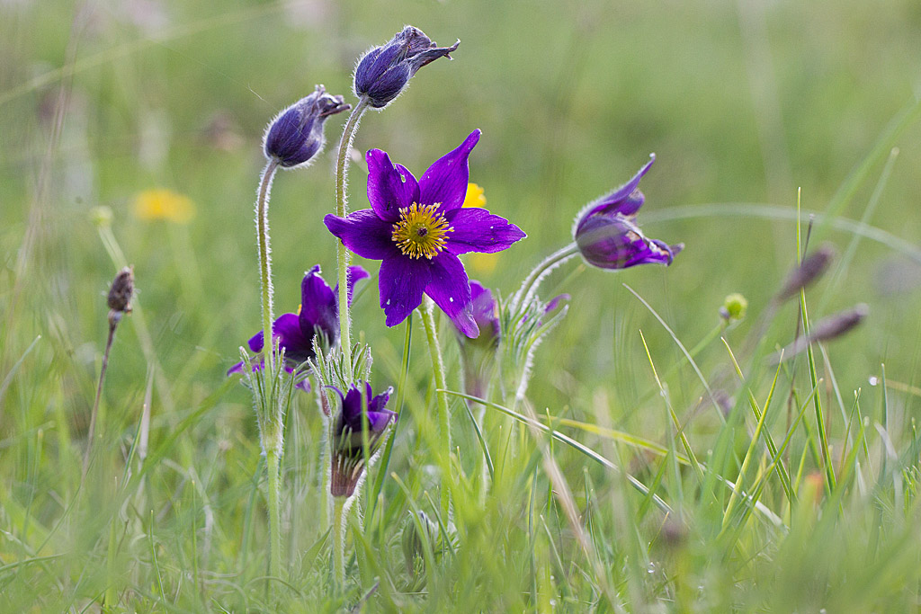 anémone pulsatile - Pulsatilla vulgaris 3.jpg