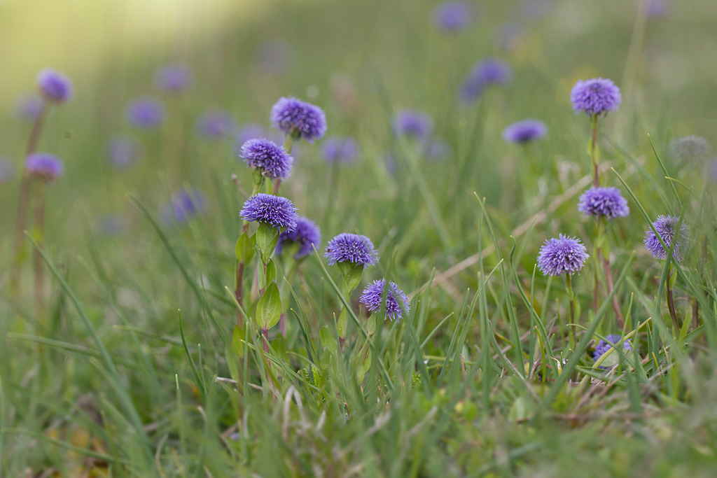 Globulaire ponctuée -  Globularia punctata.jpg