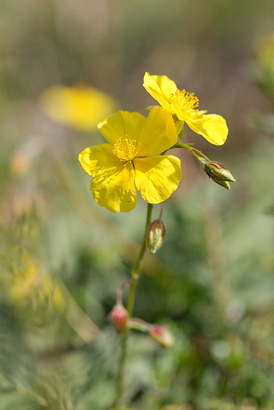 Héliantème commun - Helianthemum nummularium.jpg