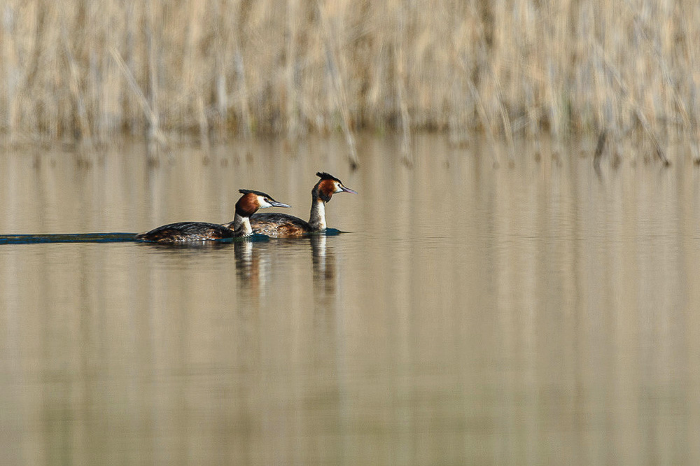 Grebe 2024_34-2.jpg