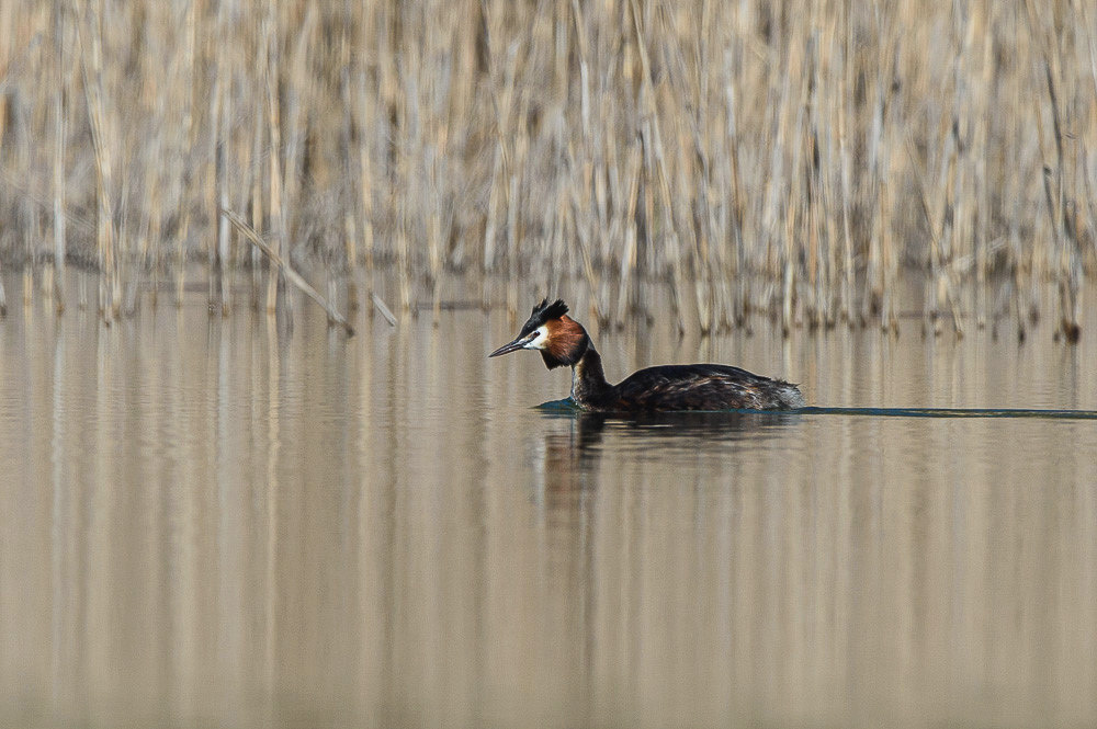 Grebe 2024_44-2.jpg