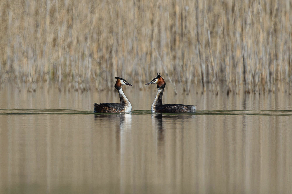 Grebe 2024_46-2.jpg