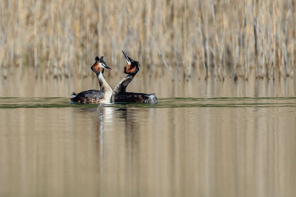 Grebe 2024_49-2.jpg