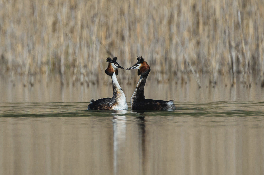 Grebe 2024_54-2.jpg