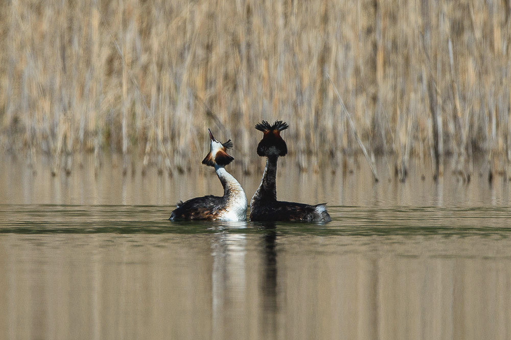 Grebe 2024_57-2.jpg