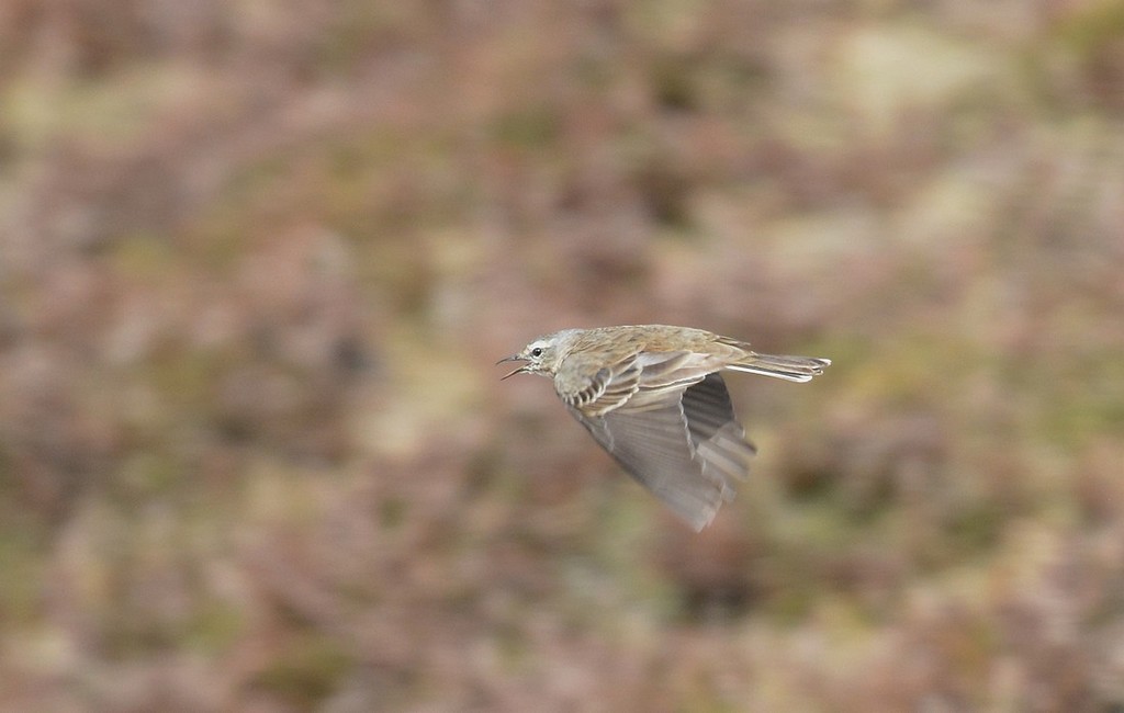 DSC_4468.JPG