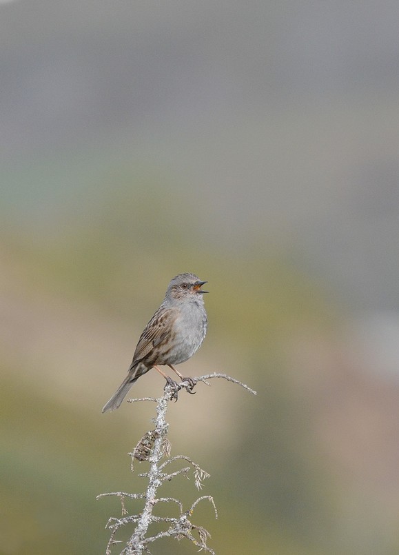 DSC_4776r.JPG