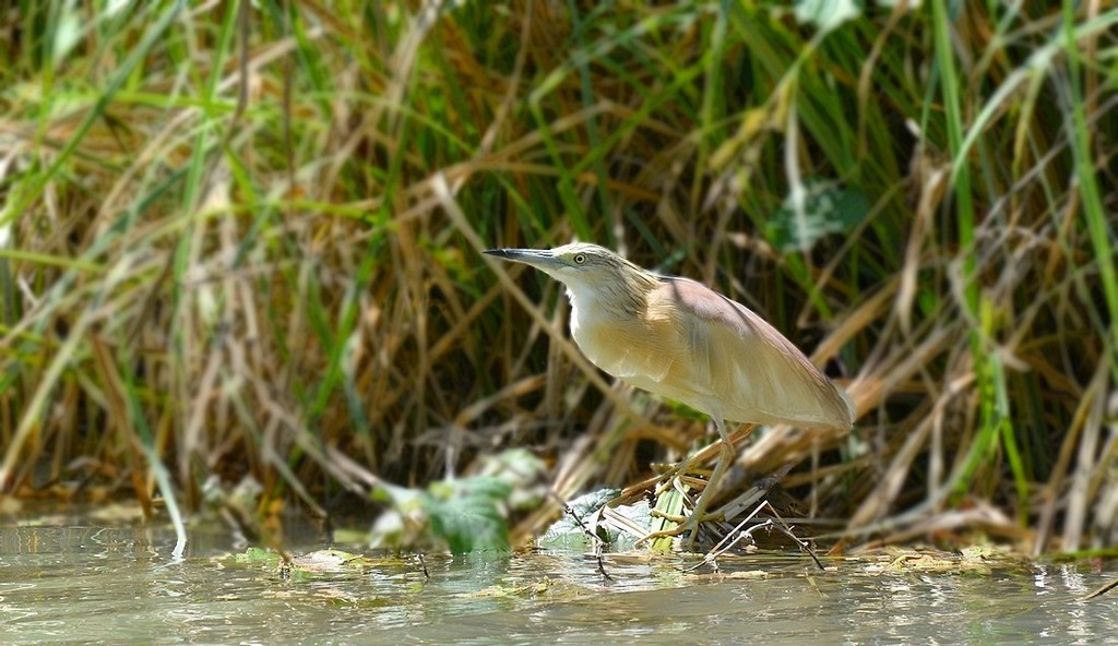 DSC_5833y.JPG