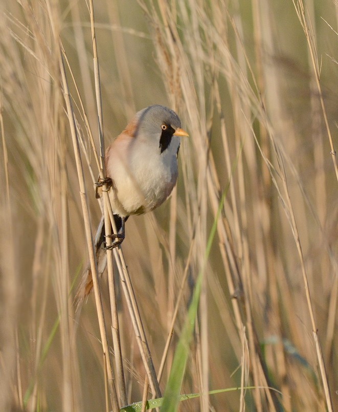 DSC_6770yy.JPG