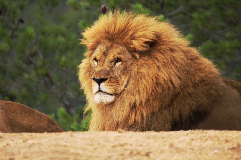 lion [800x600].jpg