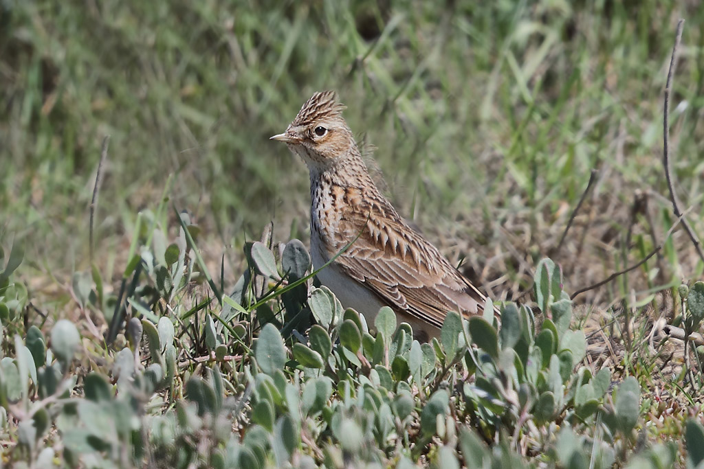 C57I7218.JPG