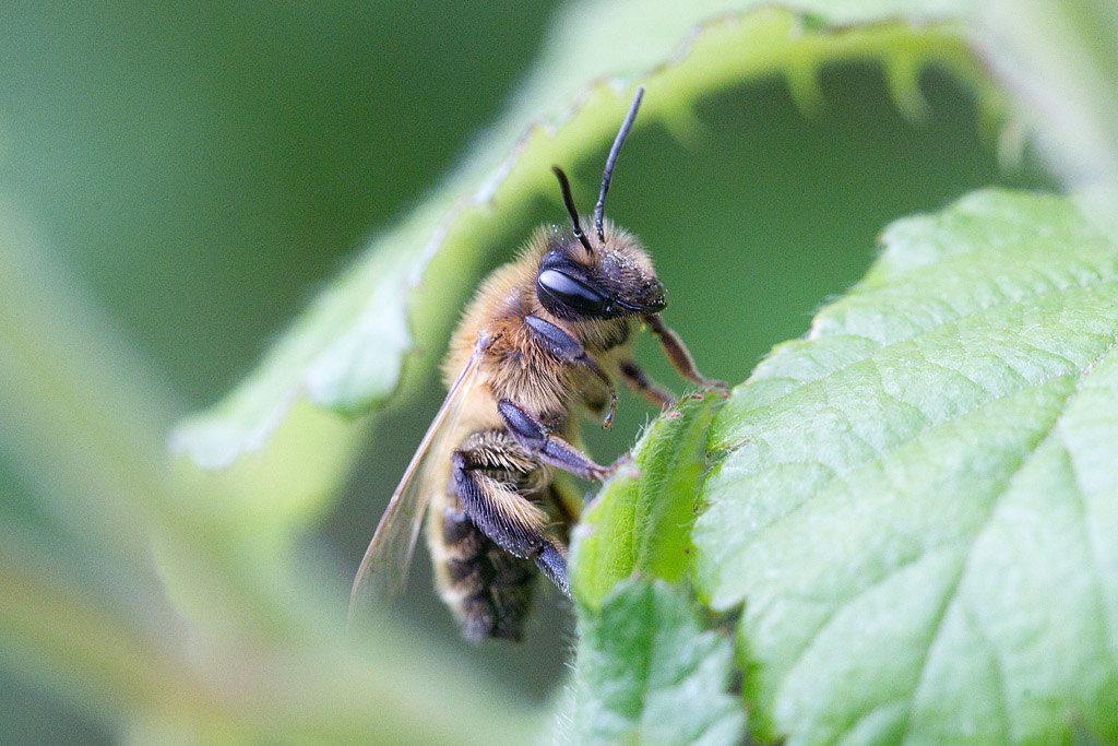 Andrena sp 10 - 3.jpg