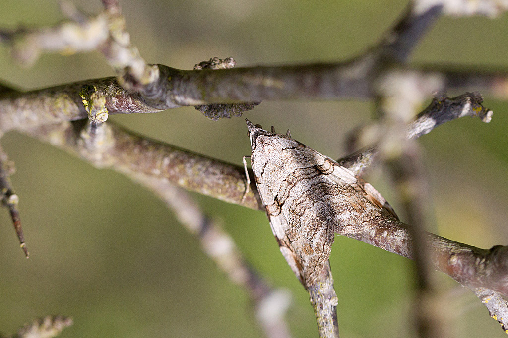 La triple raie - Aplocera plagiata 1.jpg