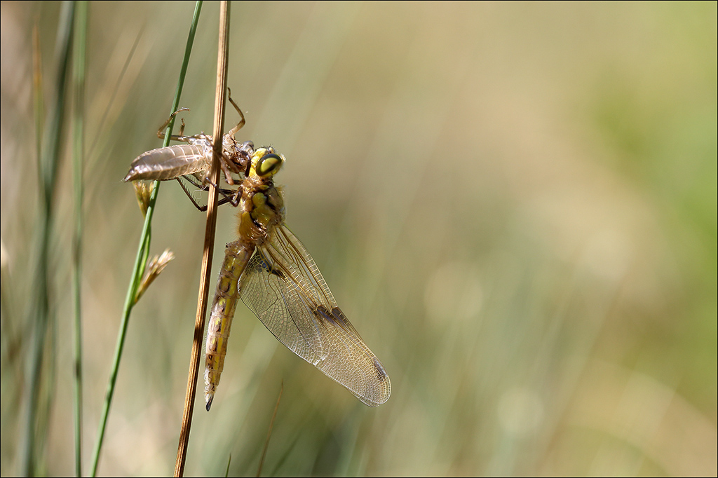 Libellula quadrimaculata émergence.jpg
