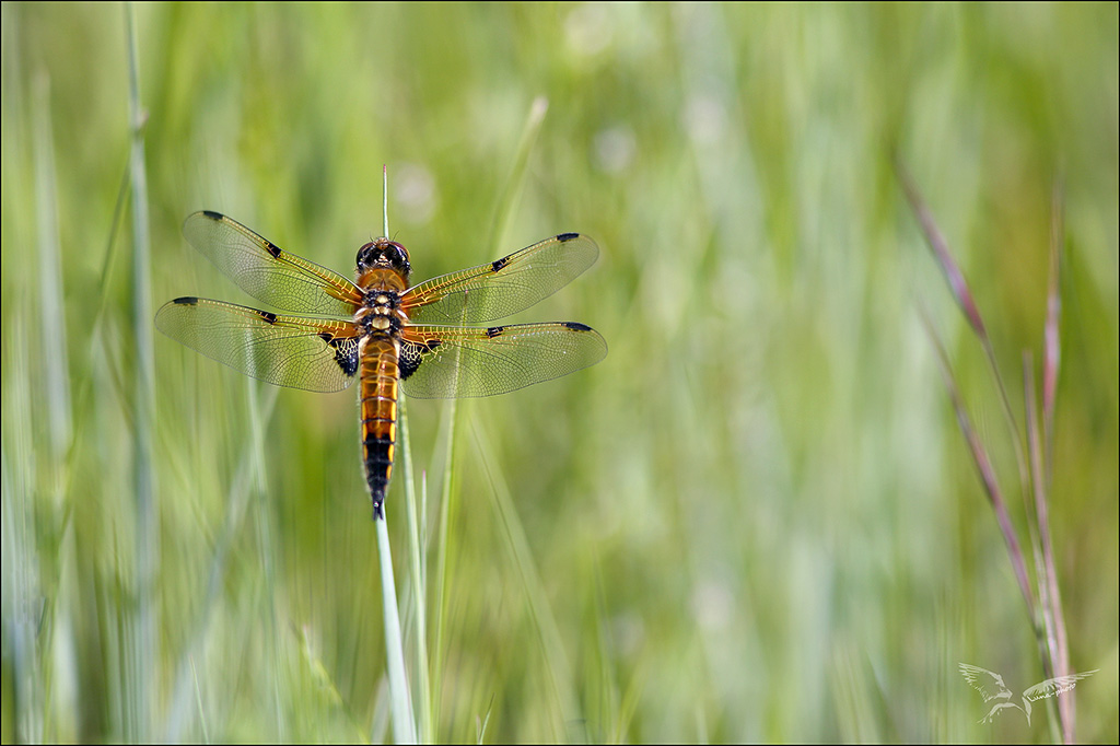 Libellula quadri ♂ imm.jpg